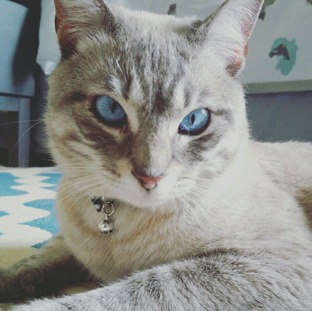 Meet your Posher, Aya